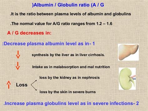 Blood #1, Plasma - Physiology