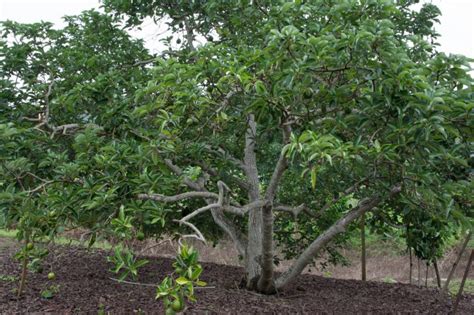 Avocado Tree Climate » Tips on Where it Grows Happy