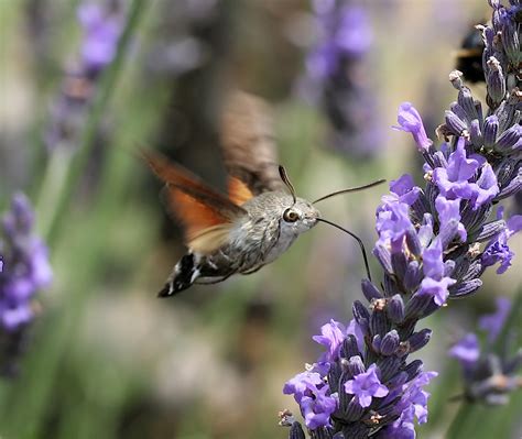 HOW TO ATTRACT THE HUMMINGBIRD HAWK MOTH |The Garden of Eaden