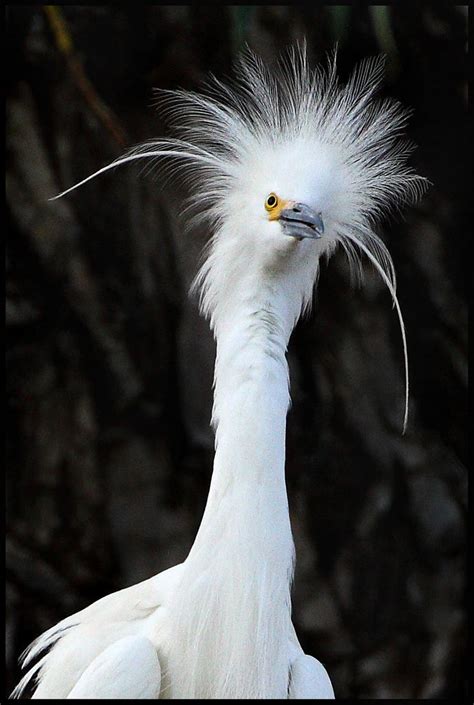 Crazy Hair Day! | Weird birds, Beautiful birds, Pet birds