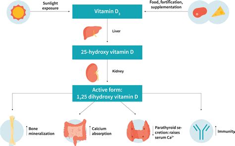 Does sunscreen decrease vitamin D? - Examine