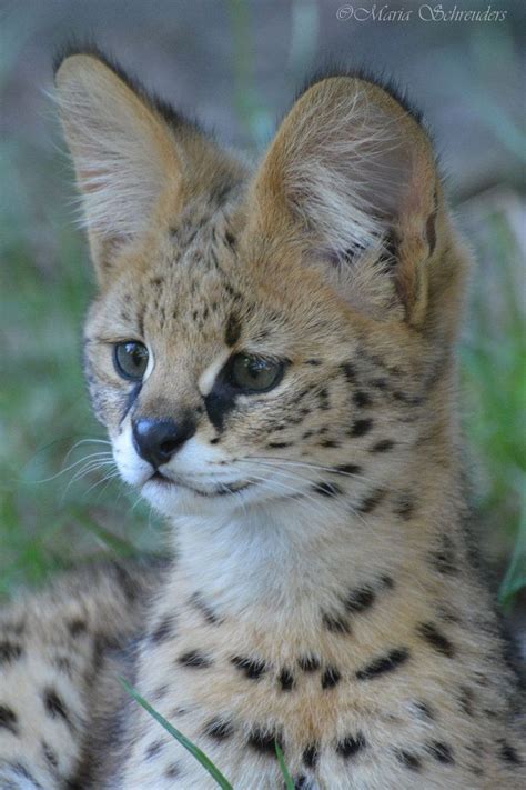 serval kitten #animals | Serval kitten, Serval pet, Serval cats