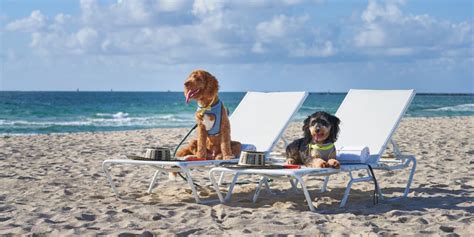 Pet-Friendly Hotels in Miami: Making Your Pooch Feel at Home - The Miami Guide