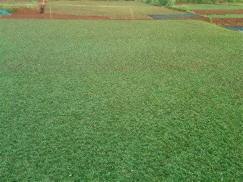 Perawatan Rumput Hias