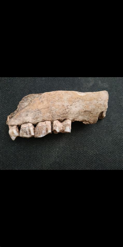 Partial jaw and teeth - Fossil ID - The Fossil Forum