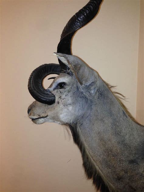 Alternate view of the kudu that grew an antler through his face. | Bad ...