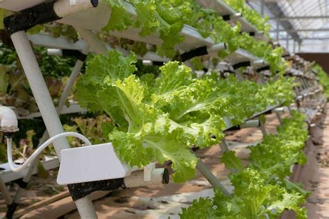 Hydroponic Farming Business Plan, Hydroponic Yield | Agri Farming