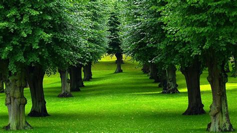 Green Grass Path Between Trees In Park Nature, HD wallpaper | Peakpx