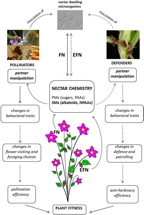 Pollination Diagram