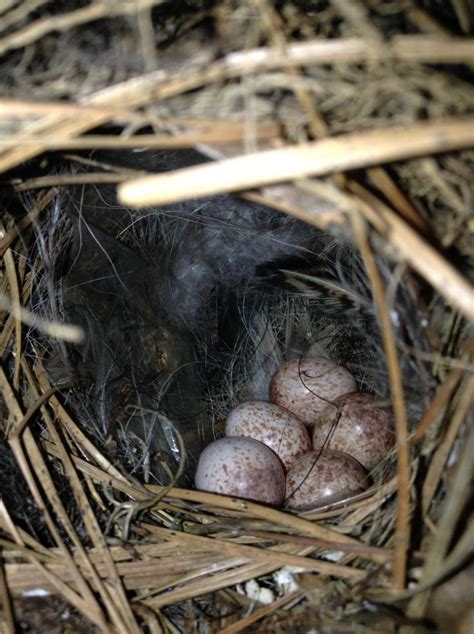 Carolina Wren eggs | Birds | Pinterest