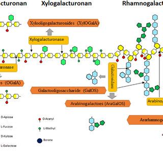 | Schematic representation of pectin structure. Pectin consists of... | Download Scientific Diagram