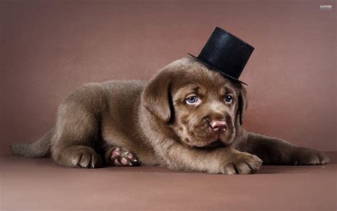 Black Lab Puppy Wallpaper