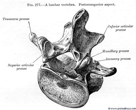 Lumbar Vertebra - Prohealthsys