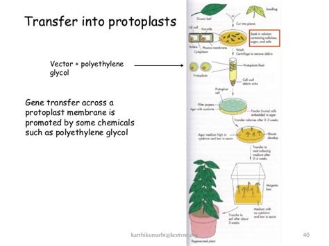 Transgenic plants new