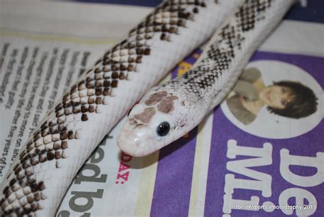 Albino liquorice black rat snake hypo?? | Reptile Forums