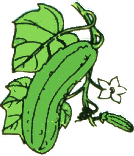 Zucchini plant clipart 20 free Cliparts | Download images on Clipground 2024