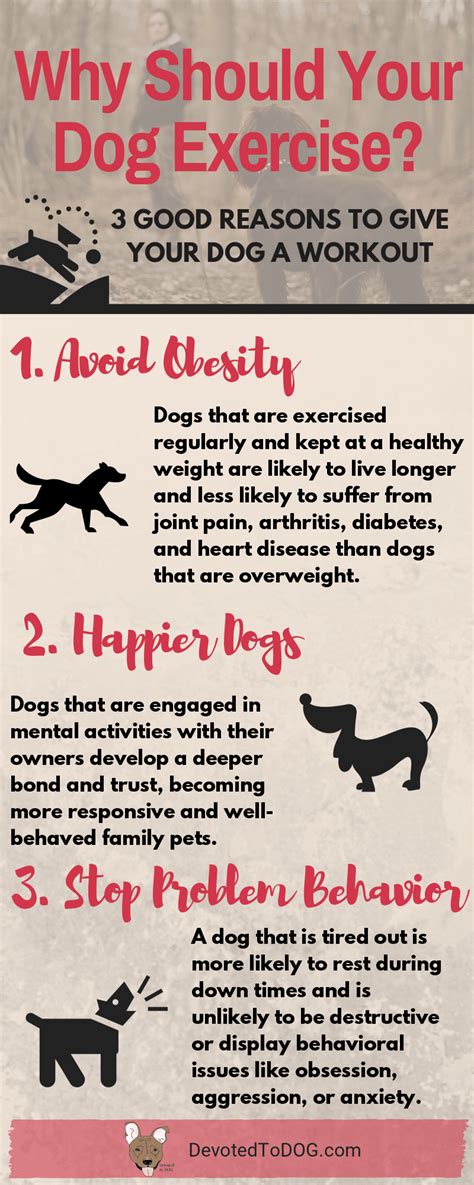 How Much Exercise Does a Dog Need Every Day? | DevotedtoDOG.com