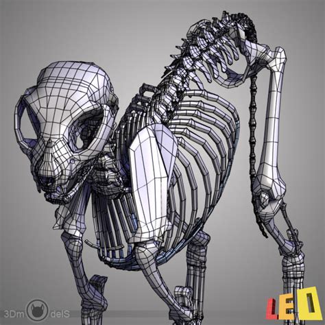 3d model cat anatomy