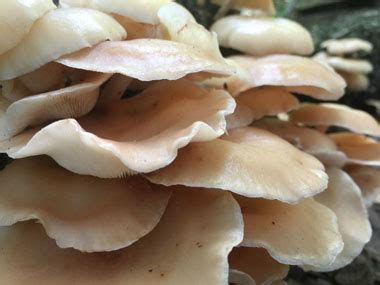 Oyster Mushroom Identification: Pictures, Habitat, Season & Spore Print ...