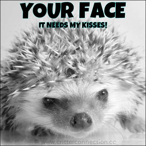 Hedgehog Quotes - ShortQuotes.cc