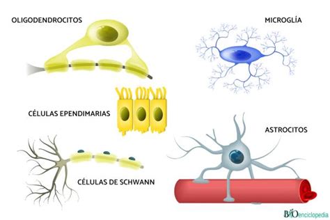 constante carro Adivinar celulas gliales tipos y funciones hormigón ...