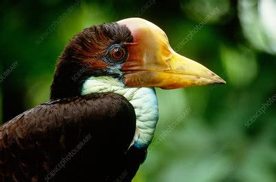 Helmeted Hornbill - Stock Image - C004/6009 - Science Photo Library