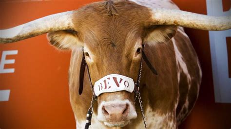 VERIFY: Is Bevo, Texas Longhorns’ mascot, drugged during games? | kvue.com