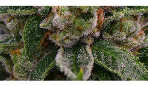 Skywalker OG Cannabis Strain Information and Review