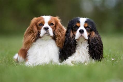 4 Cavalier King Charles Spaniel Colors (With Pictures) | Hepper