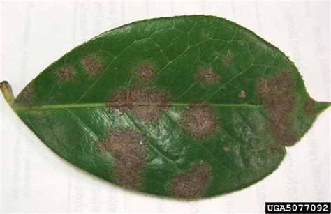 Symptoms Of Algal Leaf Spot - Tips On Treating Algal Leaf Spot Disease