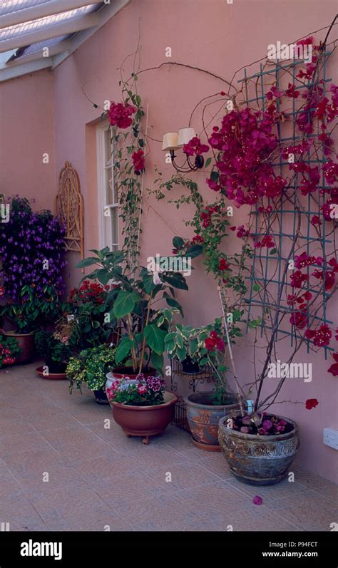 Bougainvillea trellis hi-res stock photography and images - Alamy