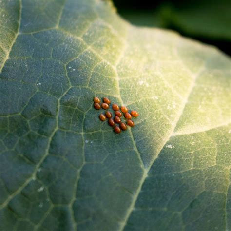 Squash Bug: Identification, Damage, and Prevention Strategies – Islasgarden