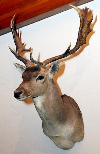 FALLOW DEER TROPHY MOUNT sold at auction on 11th June | DuMouchelles