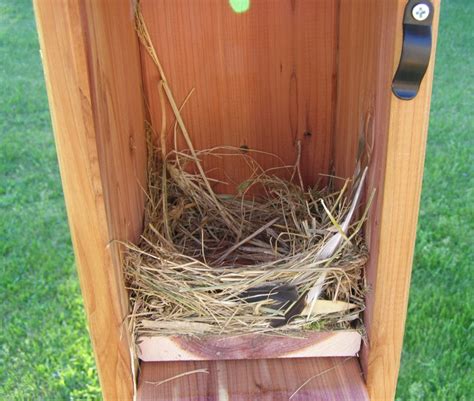 Our Barn Swallow Friends: The Hijacking of the Nest Box – Who will win?