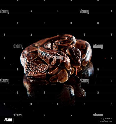 baby anaconda on reflective surface Stock Photo - Alamy