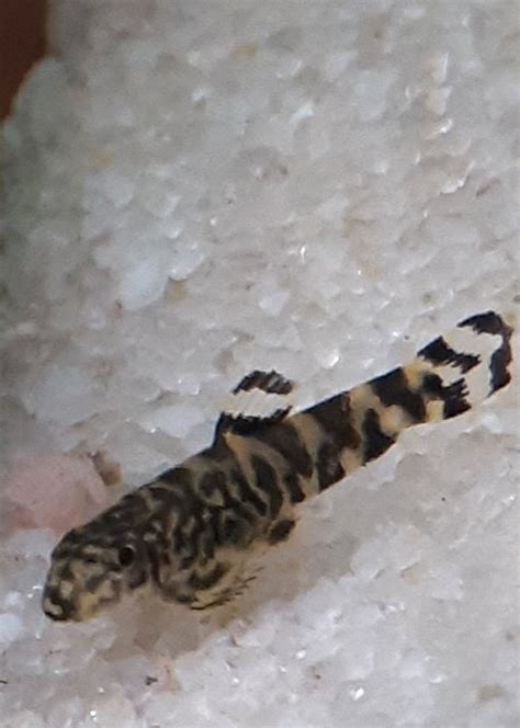 Baby hillstream loaches - Fish Breeding - C.A.R.E.