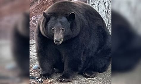 Hank the Tank, the Roundest Bear We’ve Ever Seen, Could Be Eating ...