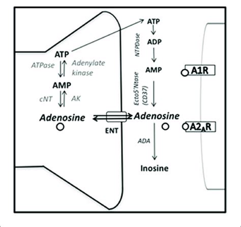 | Adenosine synthesis and metabolism. ADA, adenosine deaminase; AK,... | Download Scientific Diagram