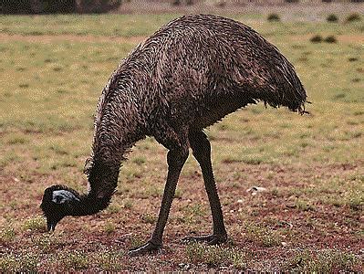 This is an emu.