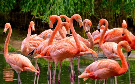 Flamingo gorgeous Birds bright pink feathers beauties at Floridas USA ...