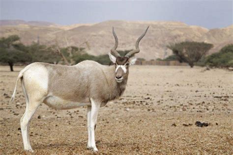 24 Wild Animals in Mali [Wildlife in Mali] - Kevmrc