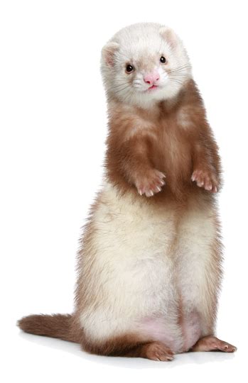 Ferrets