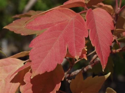 Maple, Sensation Boxelder - TheTreeFarm.com