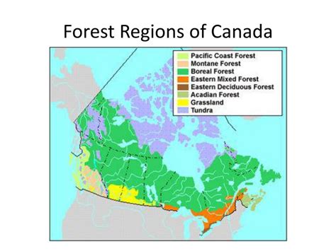 PPT - Forests in Canada PowerPoint Presentation, free download - ID:2010006