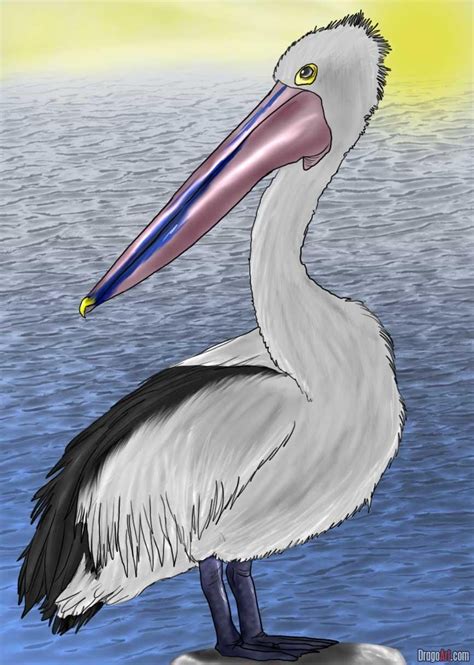 how to draw an australian pelican | Pelican art, Pelican drawing ...