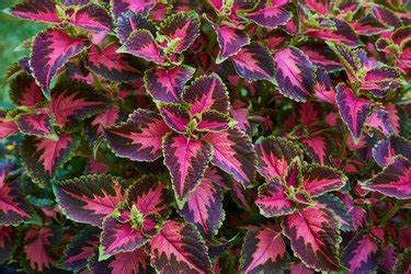 How to Grow Coleus | Hunker