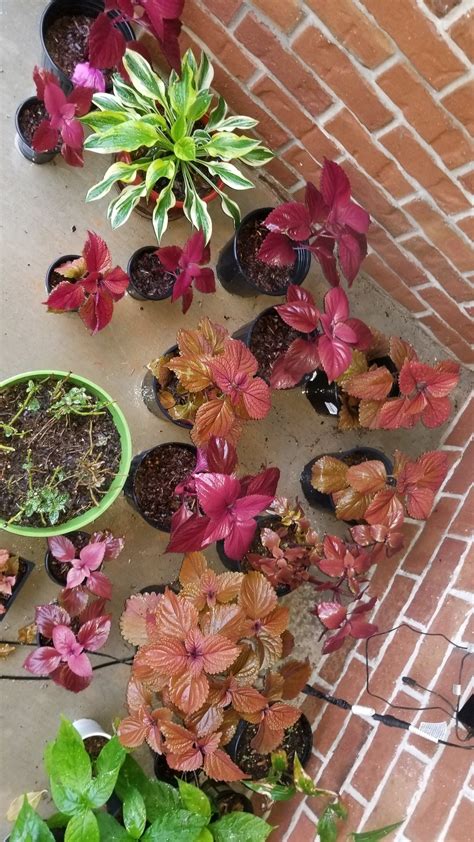 How to Propagate Coleus from Cuttings ~ Garden Down South