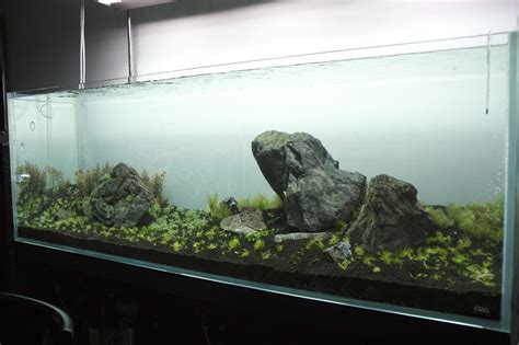 ADA Planted Tank Build Aquarium Ideas, Ada, Imgur, Inspo, Building ...