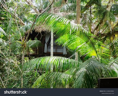 Glamping Accommodation Amazon Rainforest Wooden Treehouse Stock Photo 2186629861 | Shutterstock