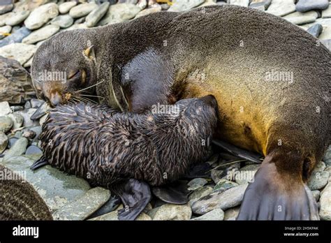 A mother Antarctic Fur Seal nursing her pup near Cooper Bay in South Georgia, Antarctica Stock ...